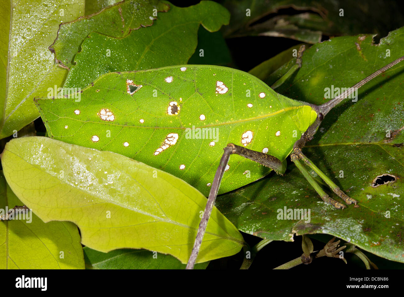 Foglia verde mimare katydid nascosto in un cespuglio foliato, Ecuador Foto Stock