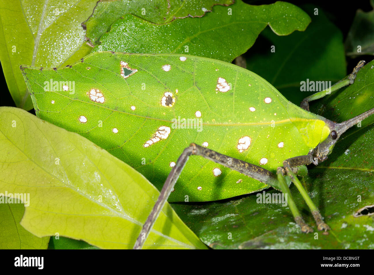 Foglia verde mimare katydid nascosto in un cespuglio foliato, Ecuador Foto Stock