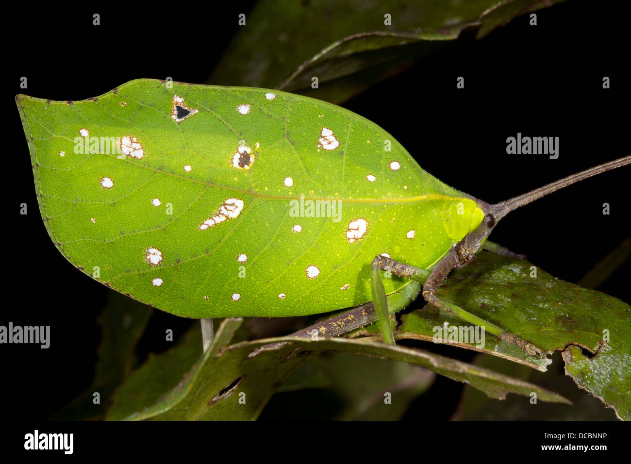 Foglia verde mimare katydid nel sottobosco della foresta pluviale, Ecuador Foto Stock