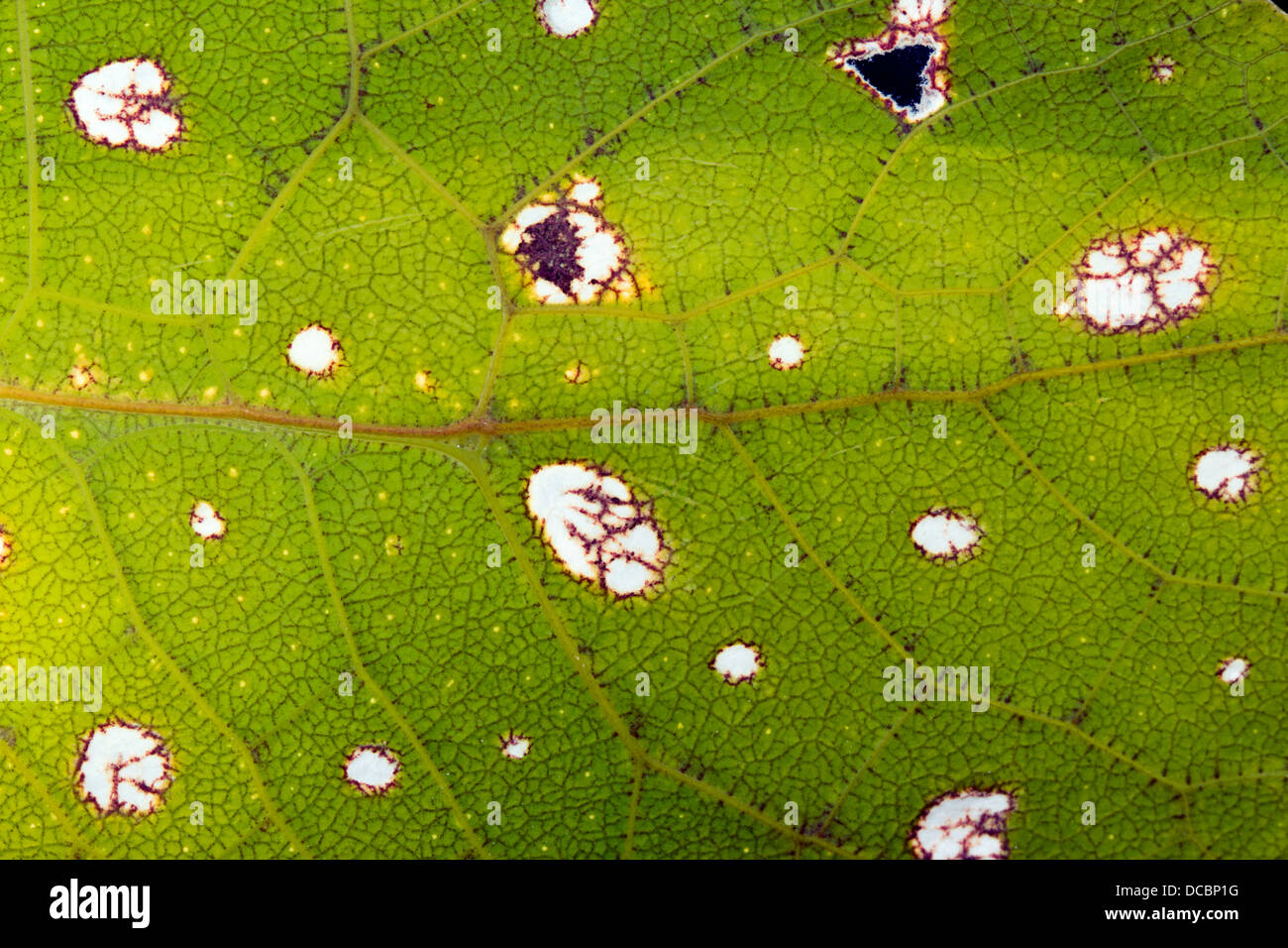 Pattern sul parafango di una foglia verde mimare katydid, che sorprendentemente ricorda la venatura di una foglia reale, Ecuador. Foto Stock