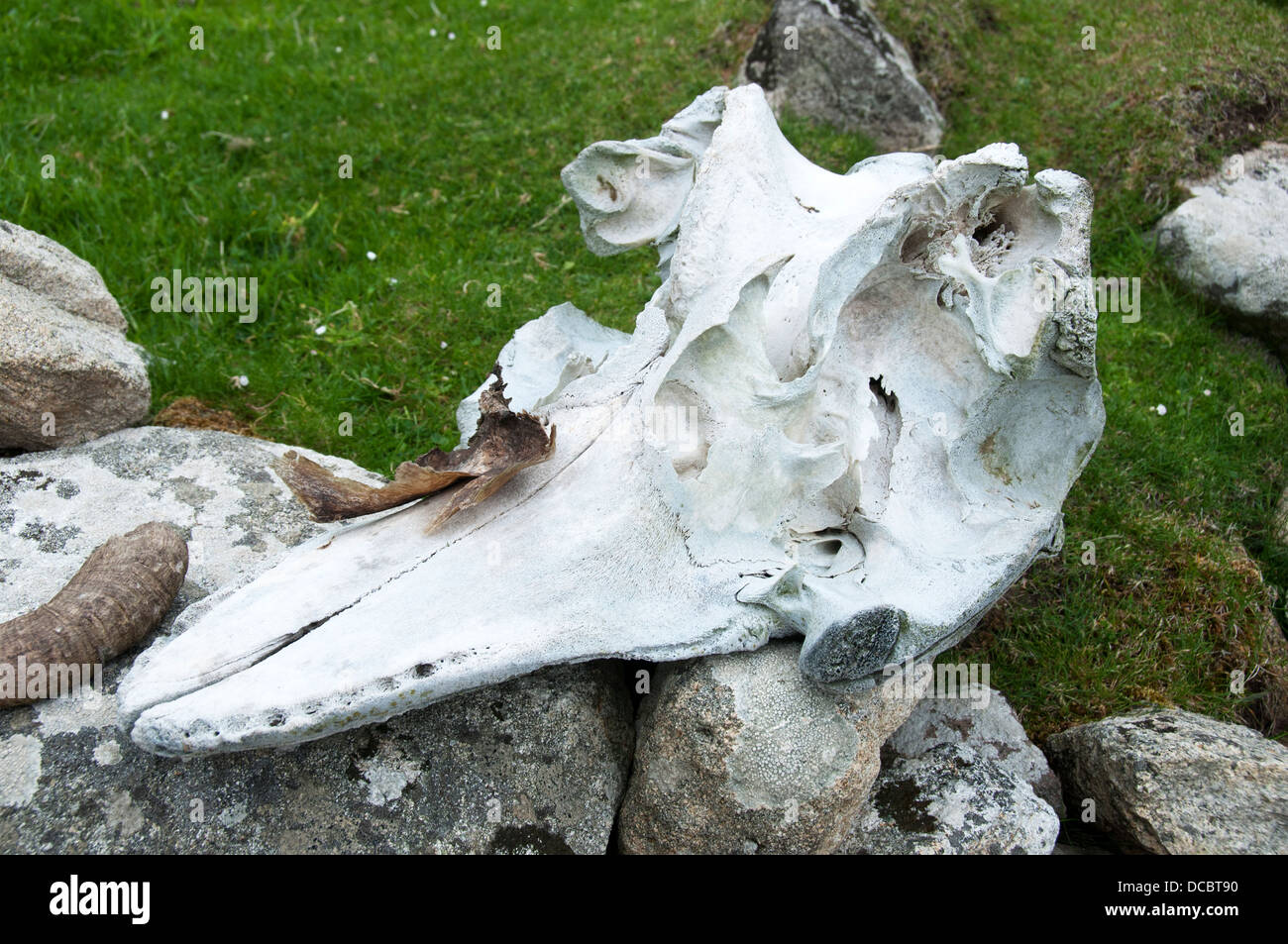 Parte di una balena o cranio di tenuta su una parete presso il villaggio, Hirta, St Kilda, Ebridi Esterne, Scotland, Regno Unito. Foto Stock