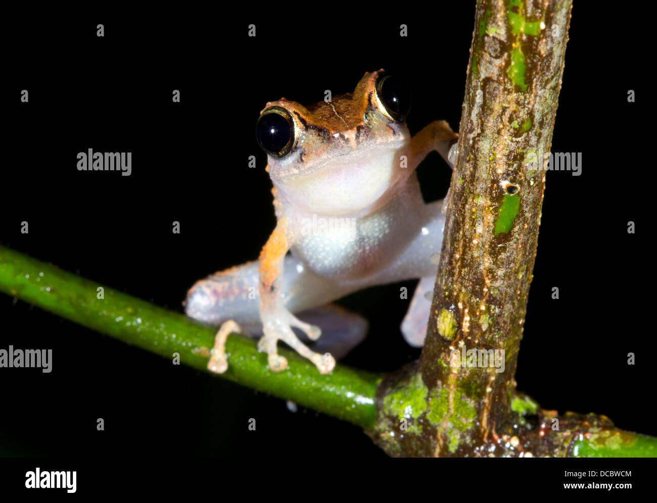 Bibliotecario Treefrog (Pristimantis librarius) guardando la telecamera nel sottobosco della foresta pluviale, Ecuador Foto Stock