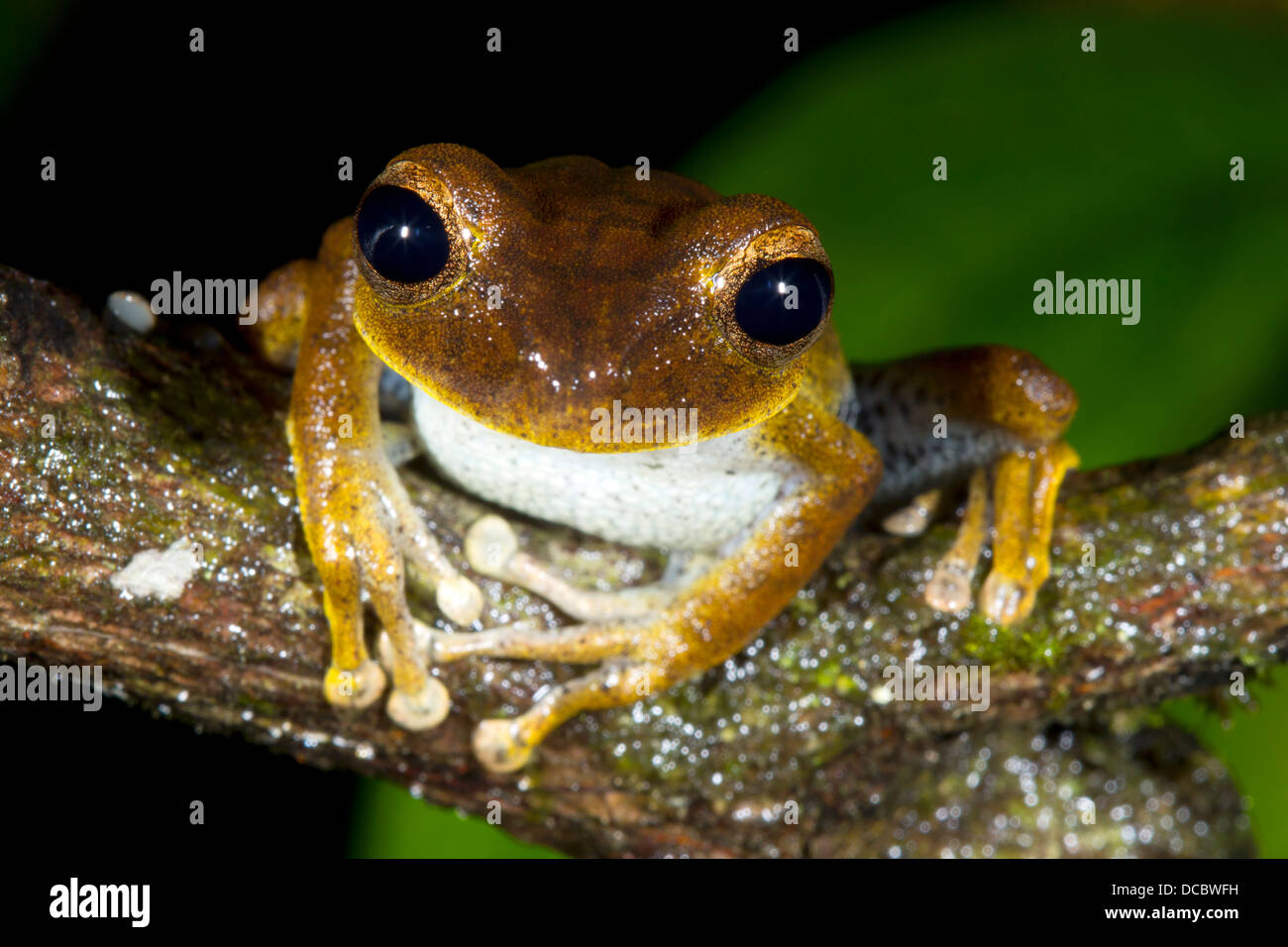 Mappa treefrog (Hypsiboas geographicus) su un ramo nella foresta pluviale, Ecuador Foto Stock