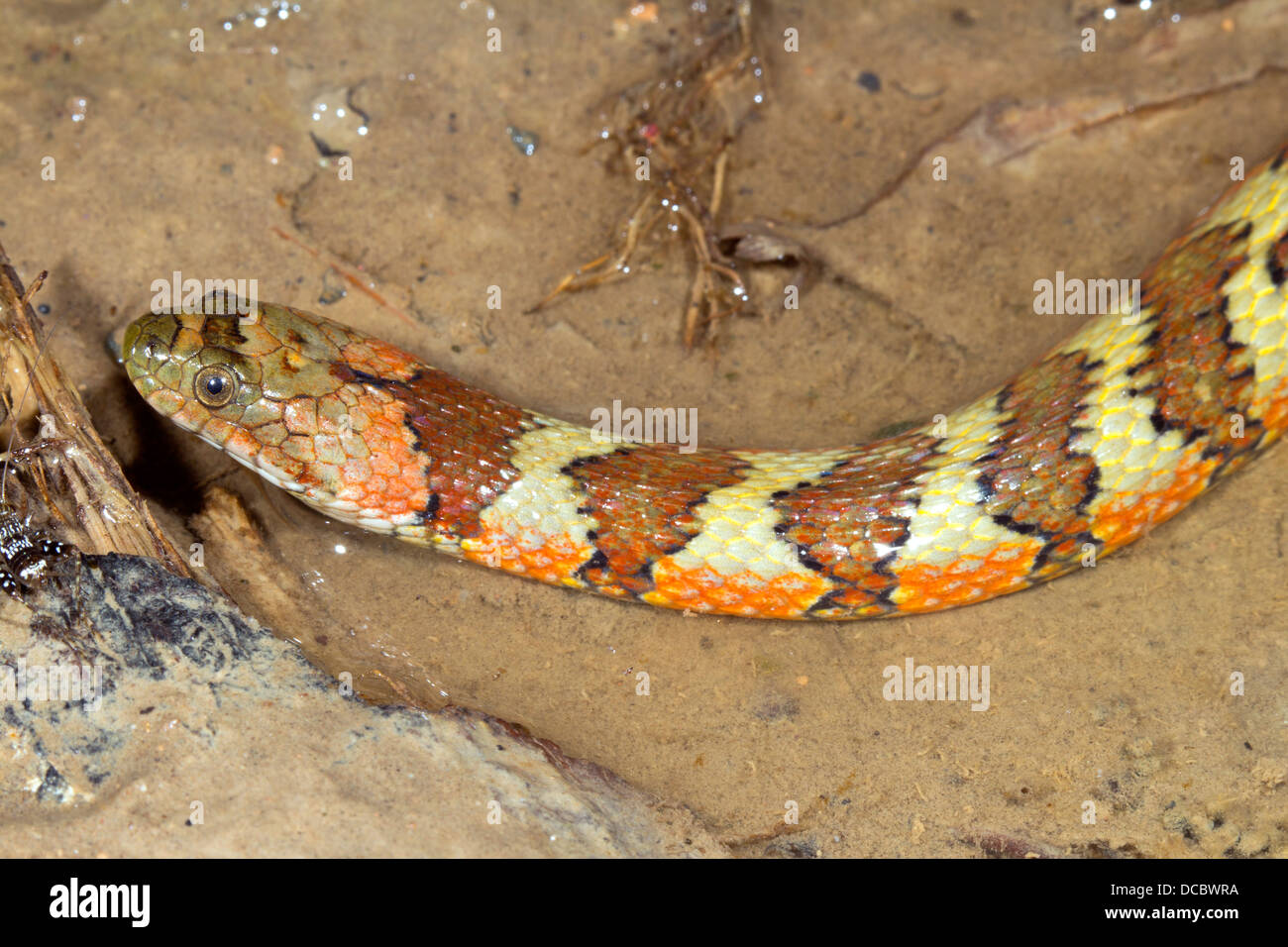 Sud Americana acqua (Snake Helicops angulatus) in una piscina sul suolo della foresta pluviale, Ecuador Foto Stock