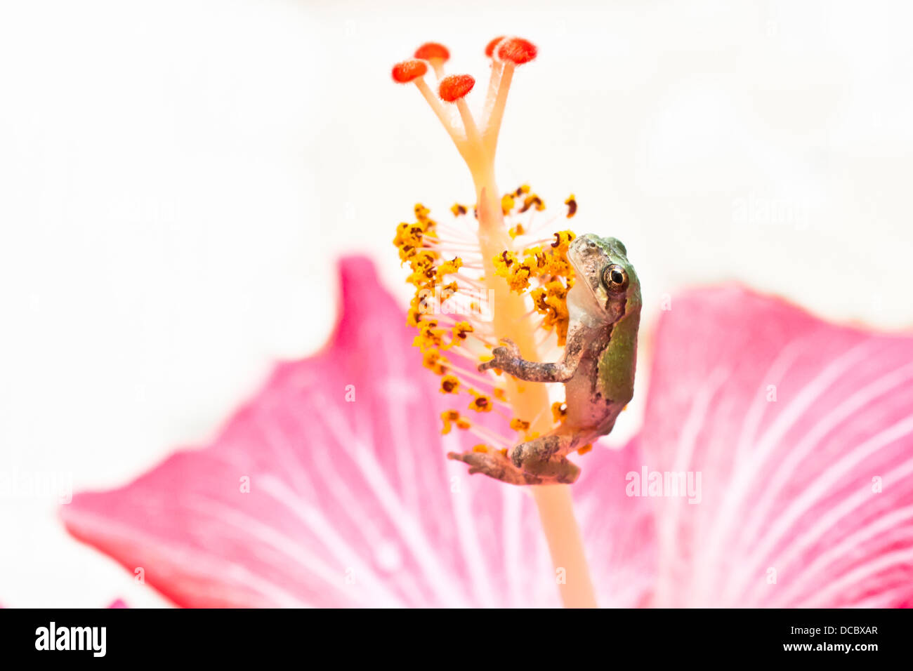 Treefrog grigio Foto Stock