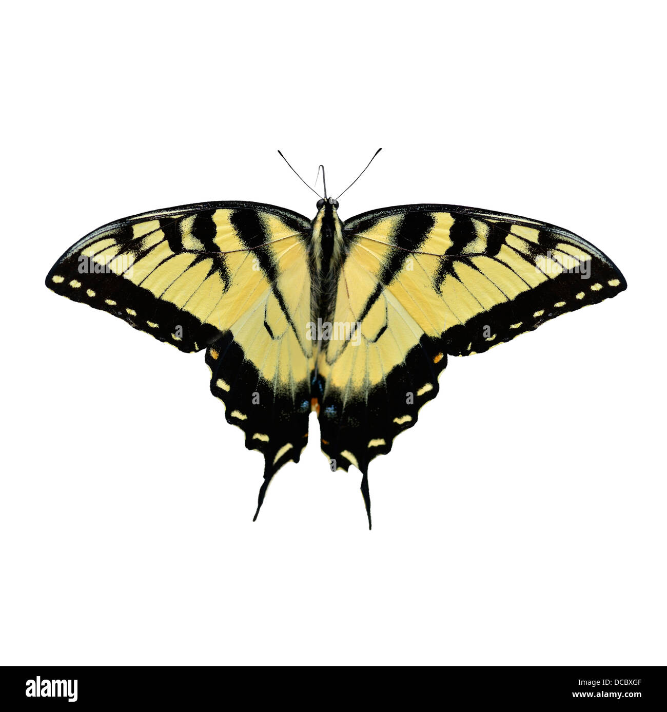 Orientale a coda di rondine di Tiger Butterfly isolato su bianco Foto Stock