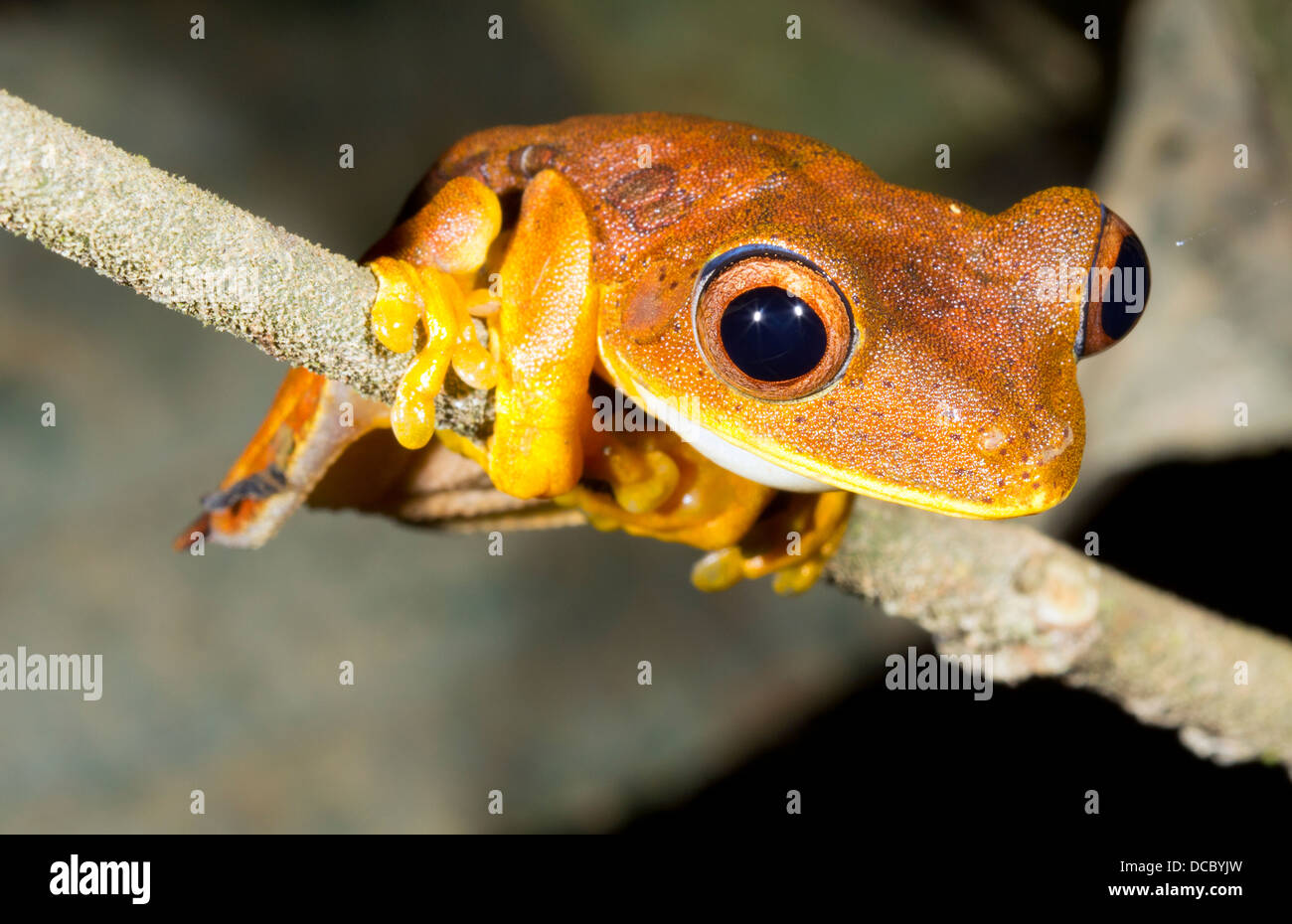 Mappa treefrog (Hypsiboas geographicus) nel sottobosco della foresta pluviale di notte, Ecuador Foto Stock
