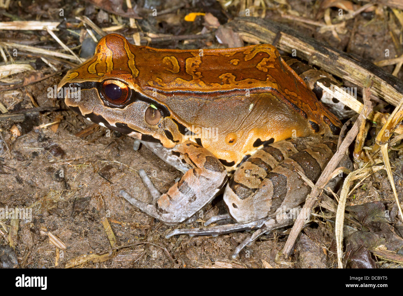 Smoky Jungle Frog (Leptodactylus pentadactylus) in Amazzonia ecuadoriana Foto Stock