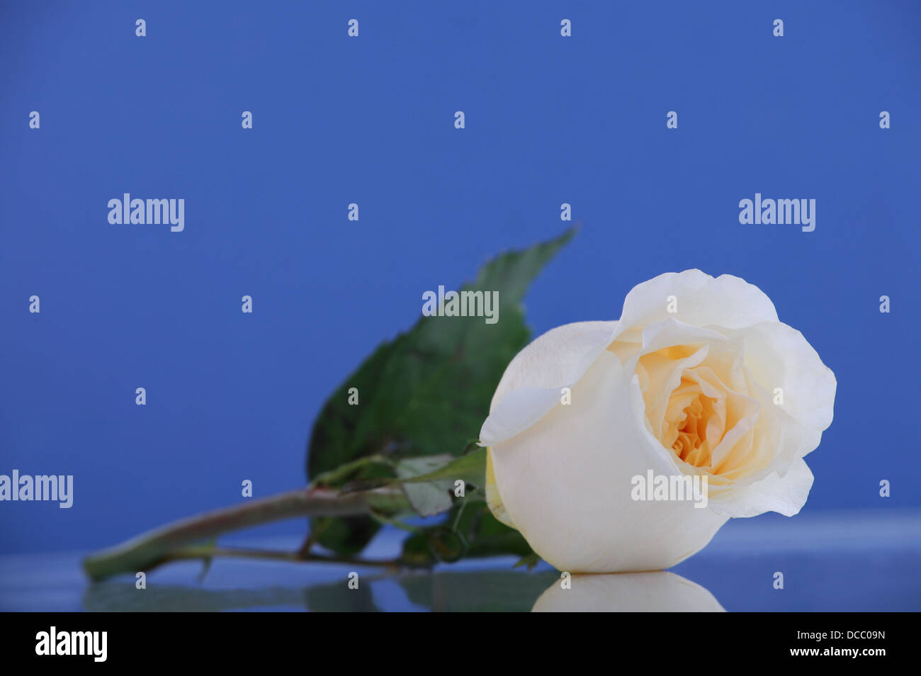 Singola rosa bianco su blu Foto Stock