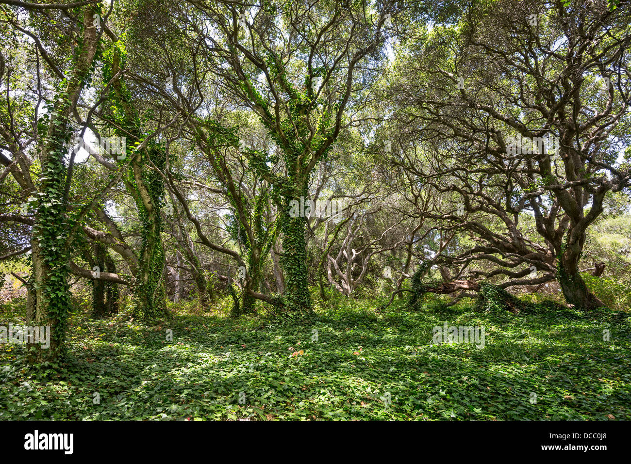 Il magico e misterioso alberi del Los Osos Oak Riserva Naturale Statale. Foto Stock