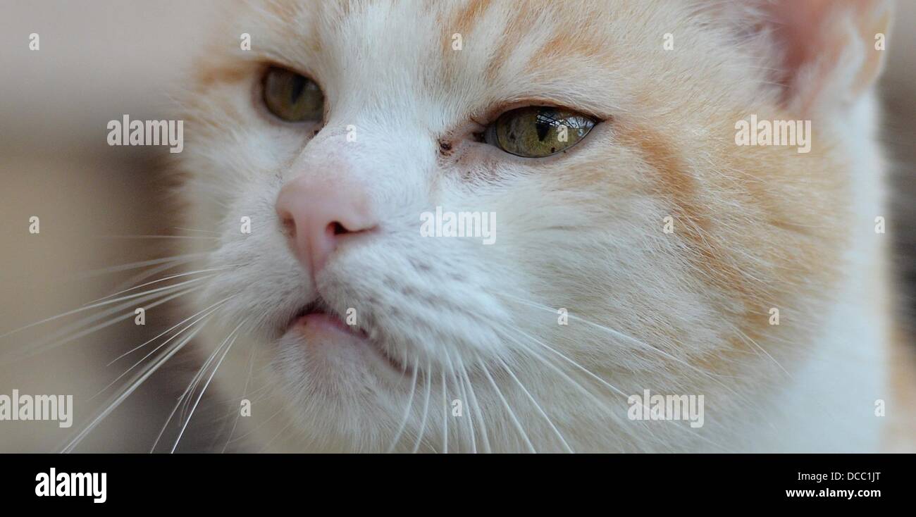 Approssimativamente un 12-anno-vecchio gatto maschio (R) si siede su una panchina del gatto facility della protezione animale associaton a Halle (Saale), Germania, 13 agosto 2013. Più di 80 gatti, tre cani e alcuni piccoli roditori vivere a motivo dell'impianto. Circa il 20 per cento di essi sono già anziani. Il tedesco rifugi per animali sono sovraffollate. Foto: HENDRIK SCHMIDT Foto Stock