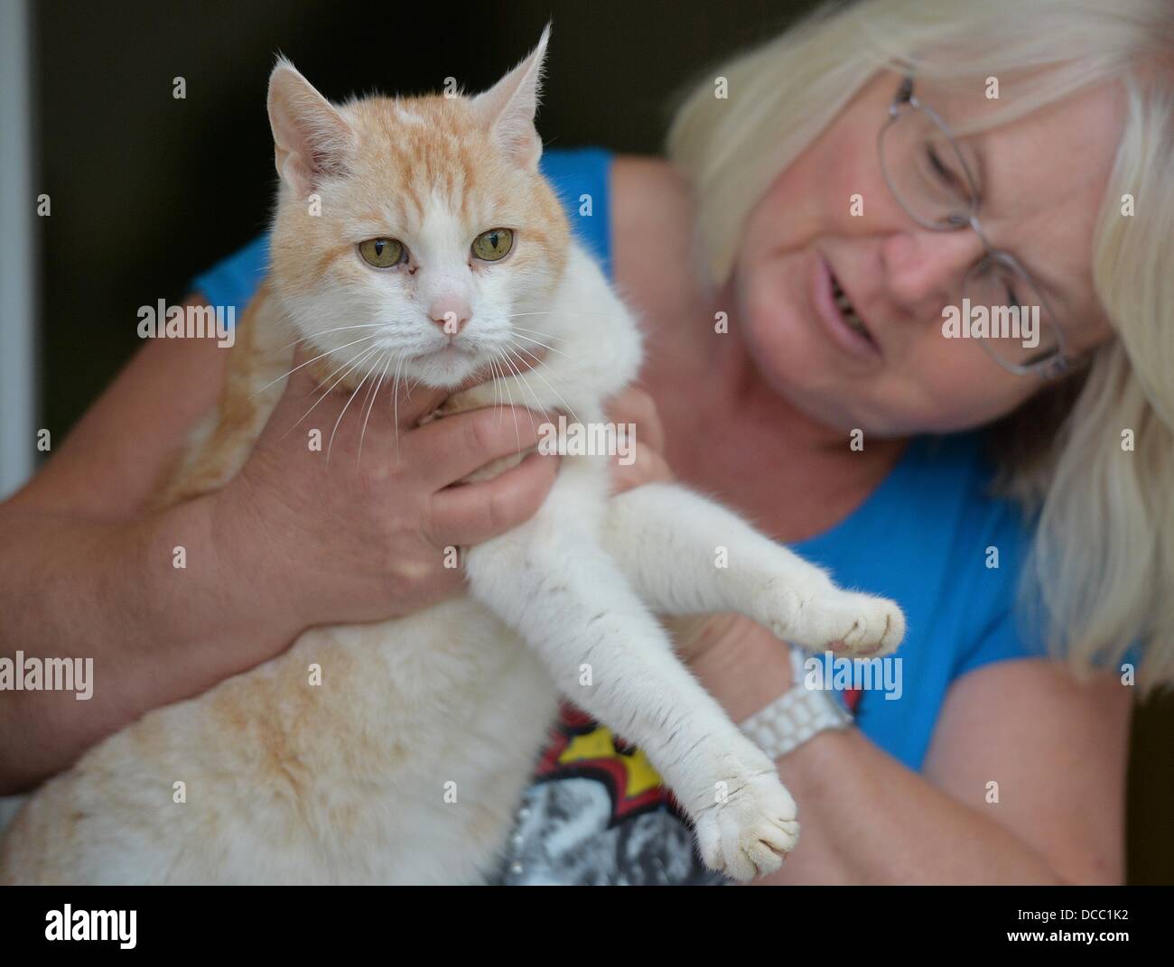 Un 12-anno-vecchio gatto maschio viene curato da Ursula Ucak della protezione animale associaton a Halle (Saale), Germania, 13 agosto 2013. Più di 80 gatti, tre cani e alcuni piccoli roditori vivere a motivo dell'impianto. Circa il 20 per cento di essi sono già anziani. Il tedesco rifugi per animali sono sovraffollate. Foto: HENDRIK SCHMIDT Foto Stock