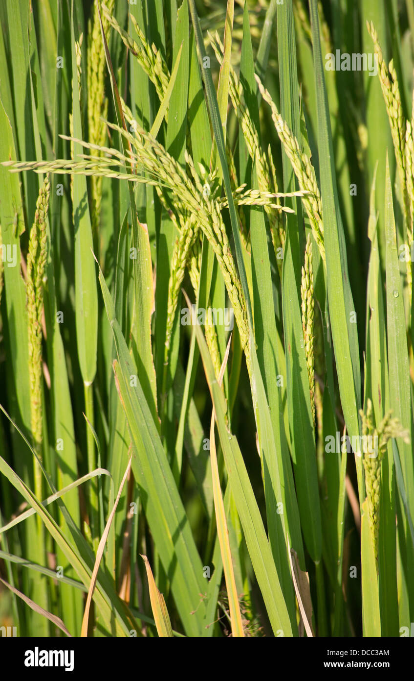 Verde non-sementi gm in testa su colture di riso coltivato nella regione di Terai del Nepal Foto Stock