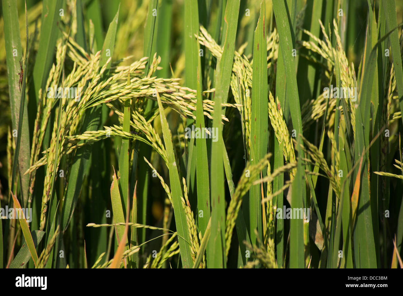 Verde non-sementi gm in testa su colture di riso coltivato nella regione di Terai del Nepal Foto Stock
