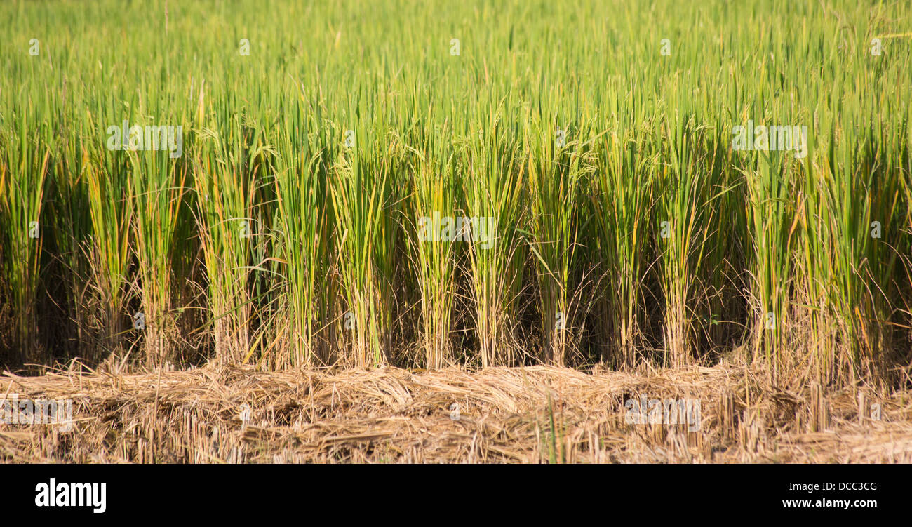 Verde non-sementi gm in testa su colture di riso coltivato nella regione di Terai del Nepal Foto Stock
