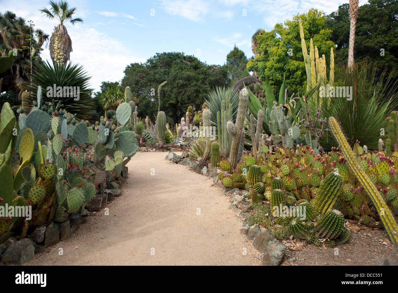 Vista generale del percorso attraverso la Arizona Cactus Garden, Stanford, in California, Stati Uniti d'America Foto Stock