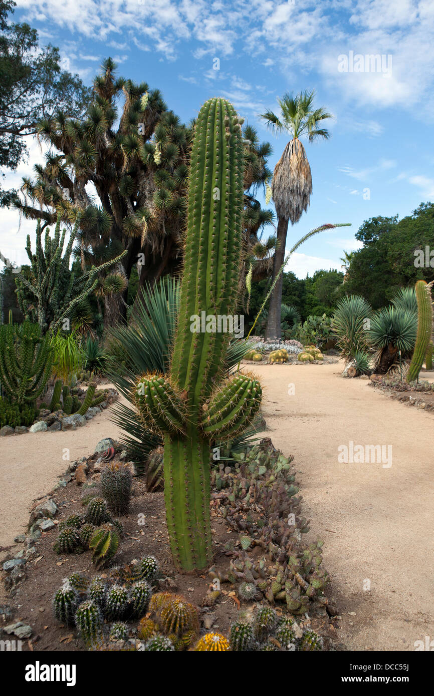 Vista generale della Arizona Cactus Garden, Stanford, in California, Stati Uniti d'America Foto Stock