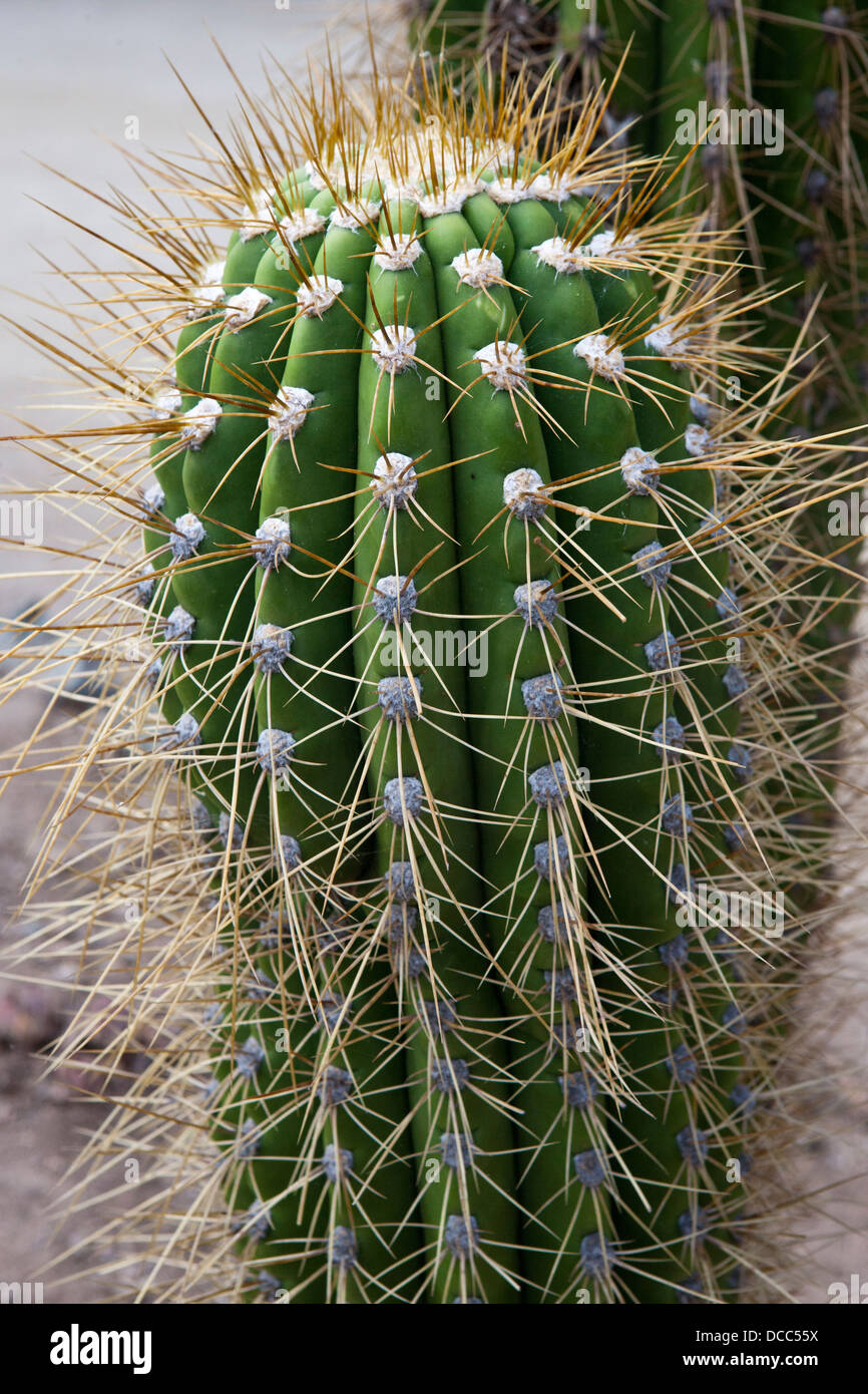 Vista dettagliata di un cactus, Arizona Cactus Garden, Stanford, in California, Stati Uniti d'America Foto Stock