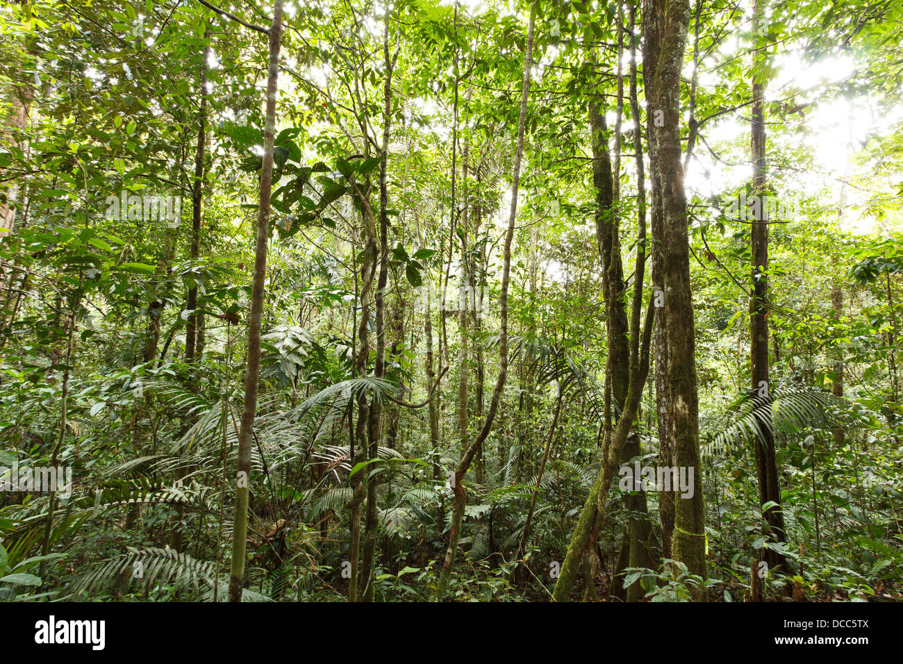 Interno della foresta pluviale tropicale in Ecuador Foto Stock