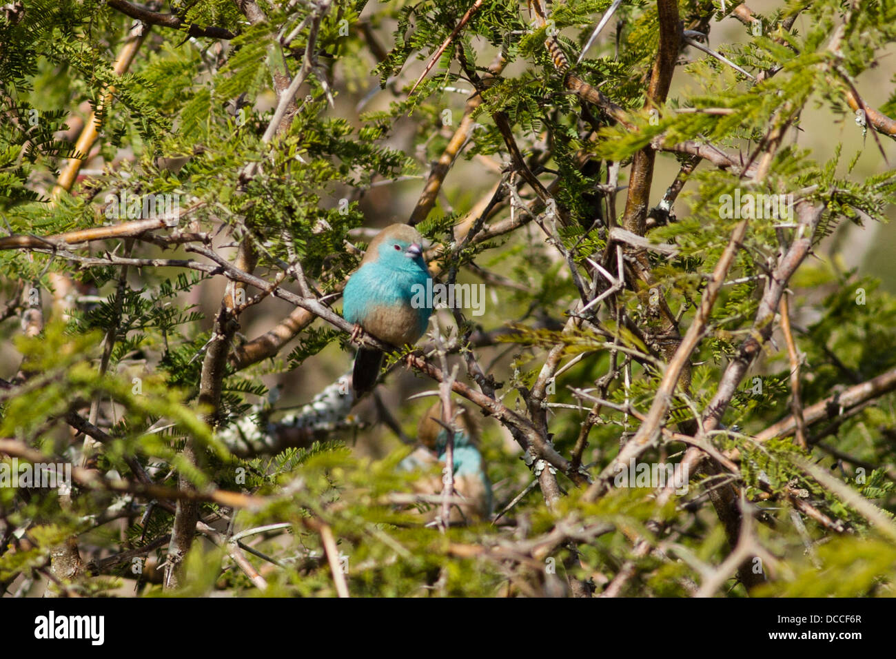 Blue Waxbill aka Blue-breasted-Cordon bleu (Uraeginthus angolensis) appollaiato sulla boccola di acacia Foto Stock