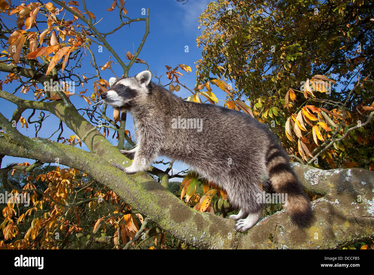 Waschbär, Jungtier klettert in Baum, Männchen, Rüde, Procione lotor, raccoon, giovane animale si arrampica in un albero, maschio, Raton laveur Foto Stock