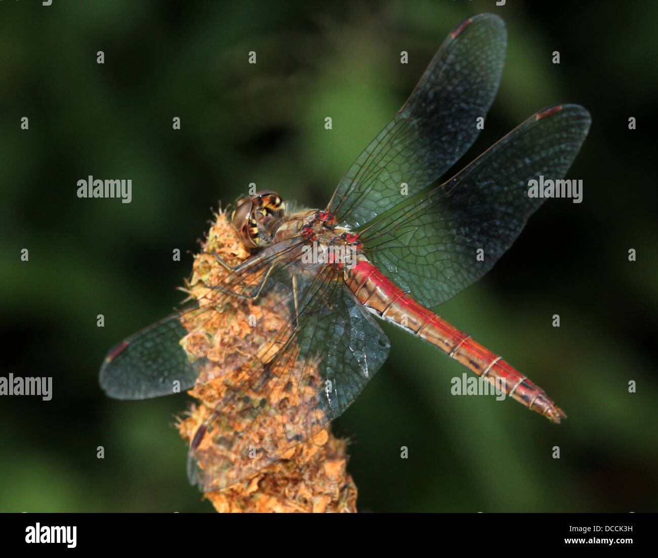 Voce maschile Vagrant Darter (Sympetrum vulgatum) dragonfly Foto Stock