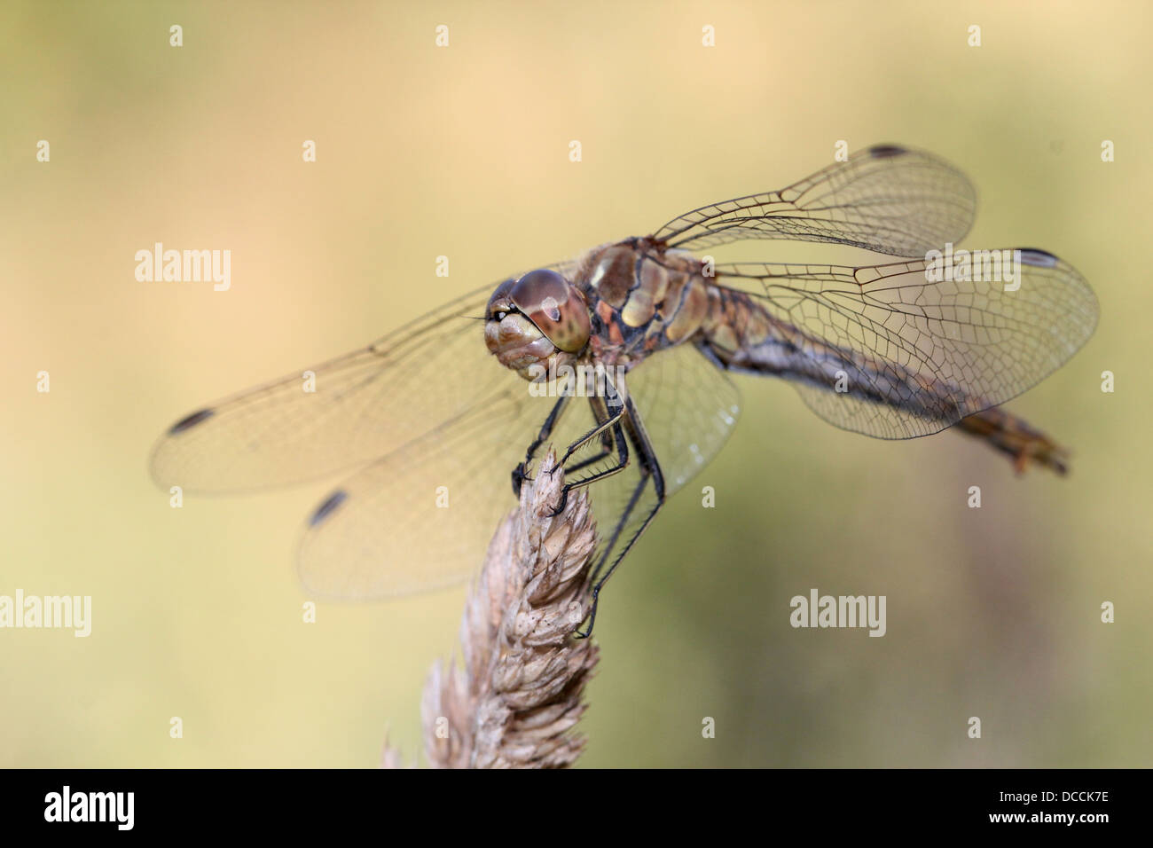 Voce maschile Vagrant Darter (Sympetrum vulgatum) dragonfly Foto Stock