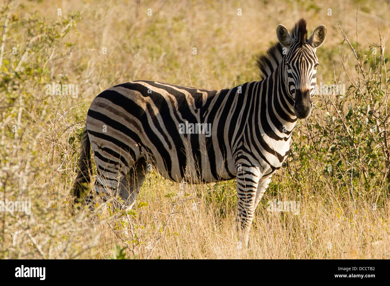 La Burchell Zebra (Equus burchelli) Foto Stock