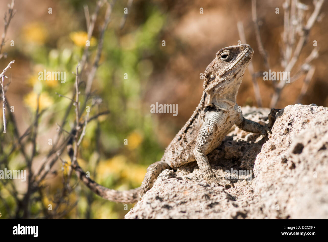 Un close-up di una grossa lucertola sitiing su una roccia a godersi il sole guardando nella telecamera. Foto Stock