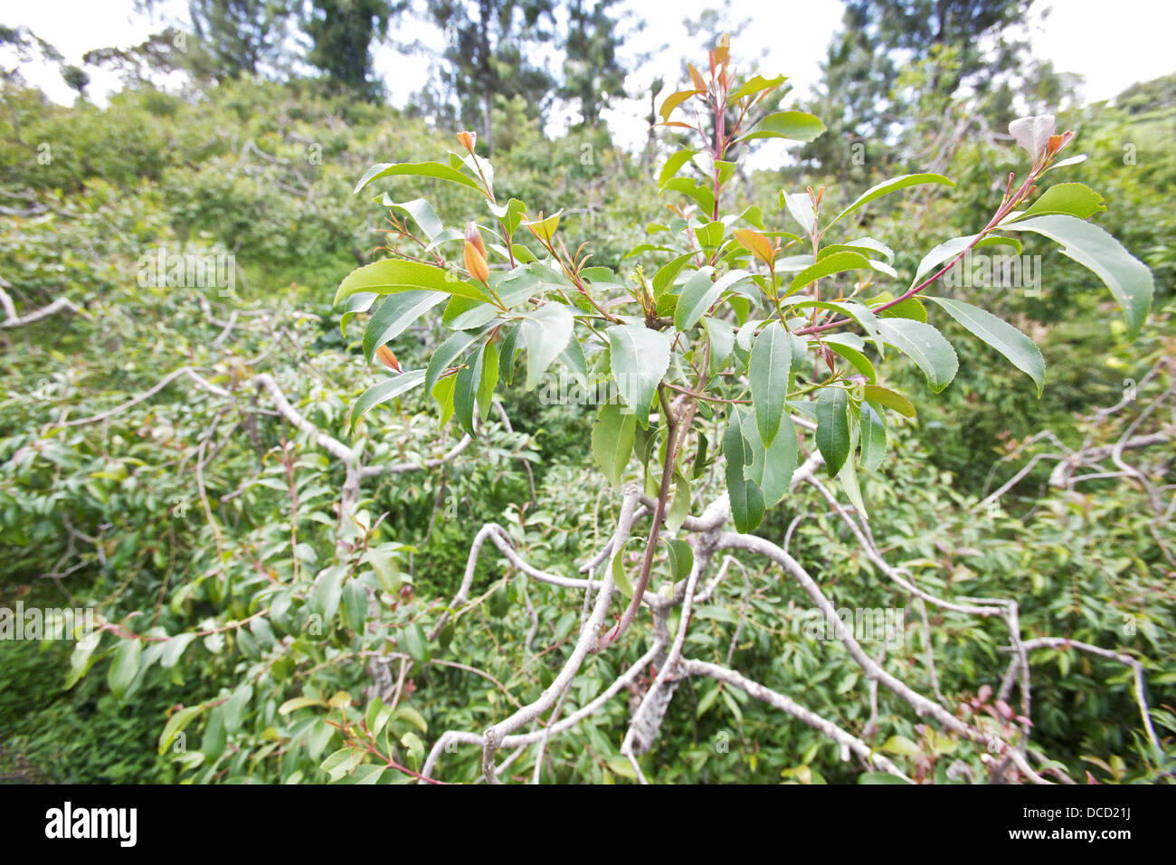 Khat tree (Cathula edulis), regione di Meru in Kenya Foto Stock