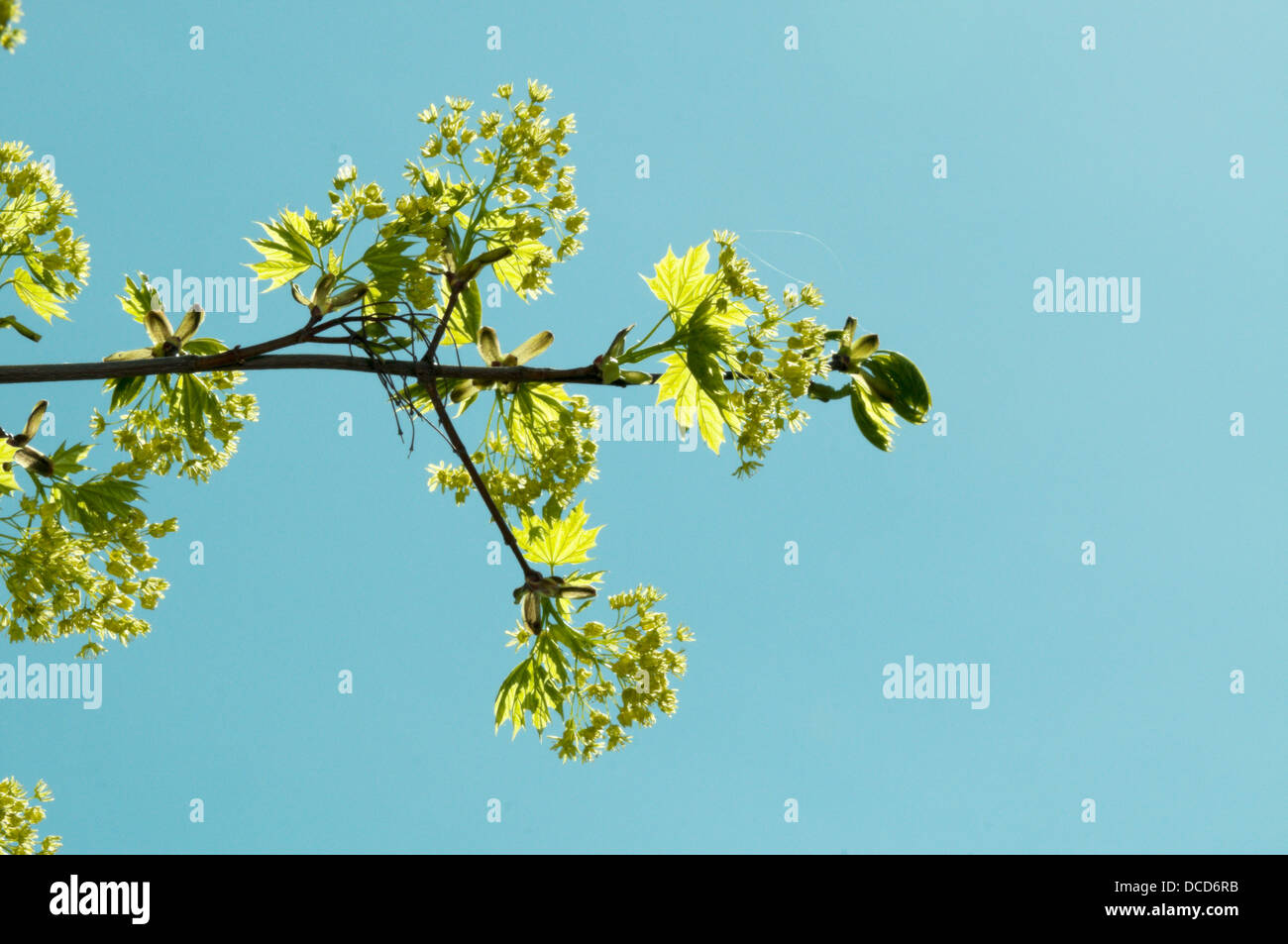 Fioritura Maple ramo di albero in primavera Foto Stock