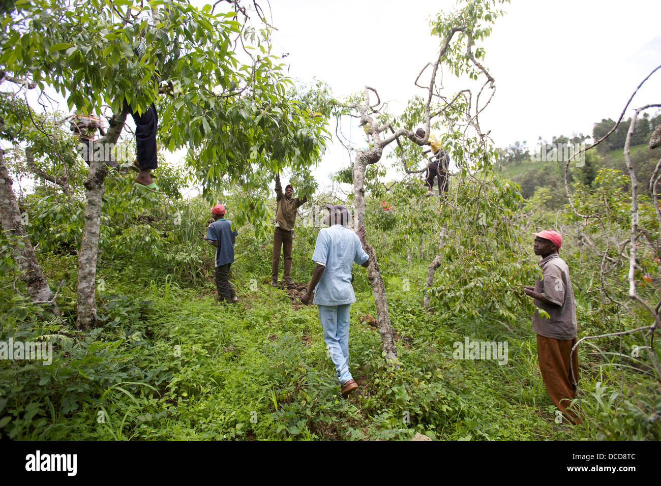 Gli uomini la mietitura Khat alberi in un frutteto, Maua, Regione di Meru in Kenya Foto Stock