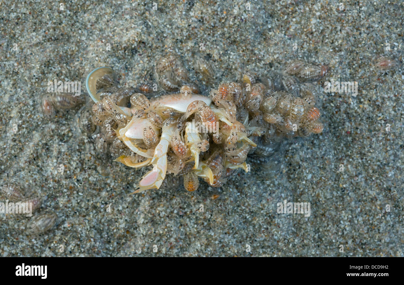 Pacifico il granchio di sabbia (aka Mole granchio) (Emerita analoga,) adulti morti essendo alimentato da larve. Isole del Canale, California Foto Stock