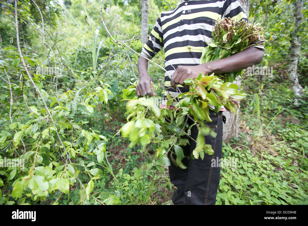 L'uomo la mietitura Khat tree (catha edulis) Meru, Kenya. Foto Stock