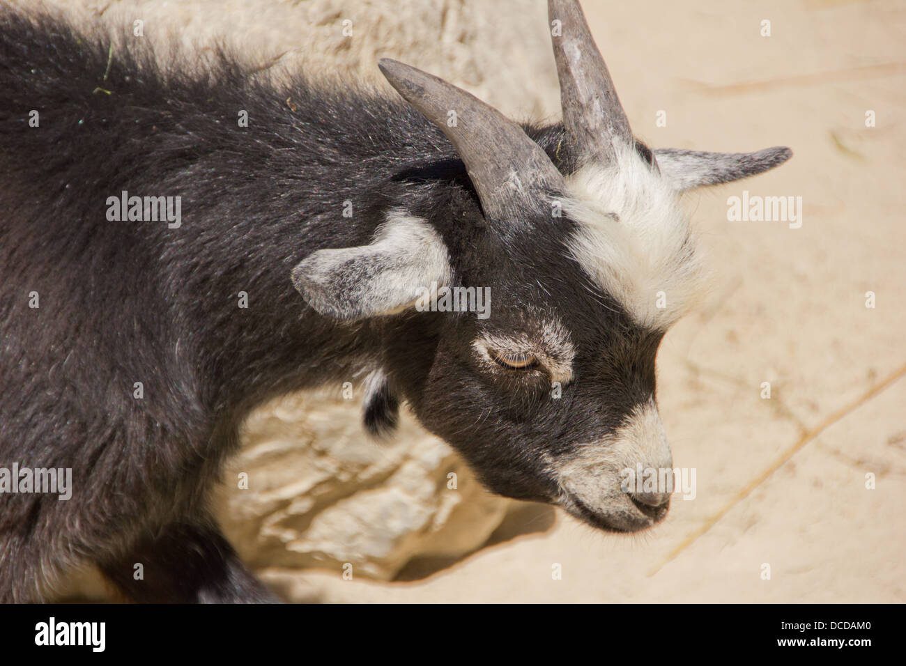 Giovane capra domestica guardando qualcosa Foto Stock