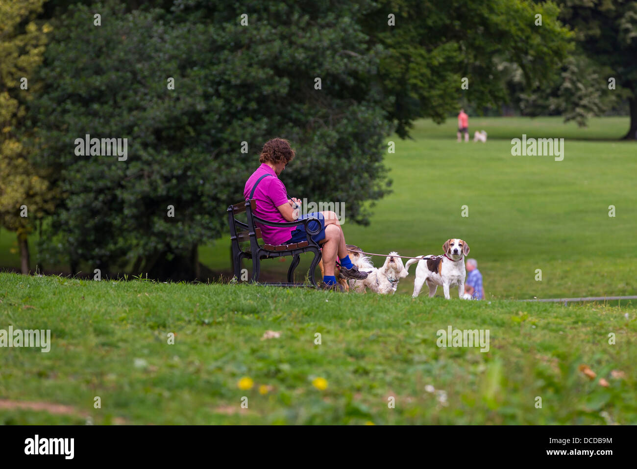 Uomo seduto nel parco con i suoi tre cani Foto Stock