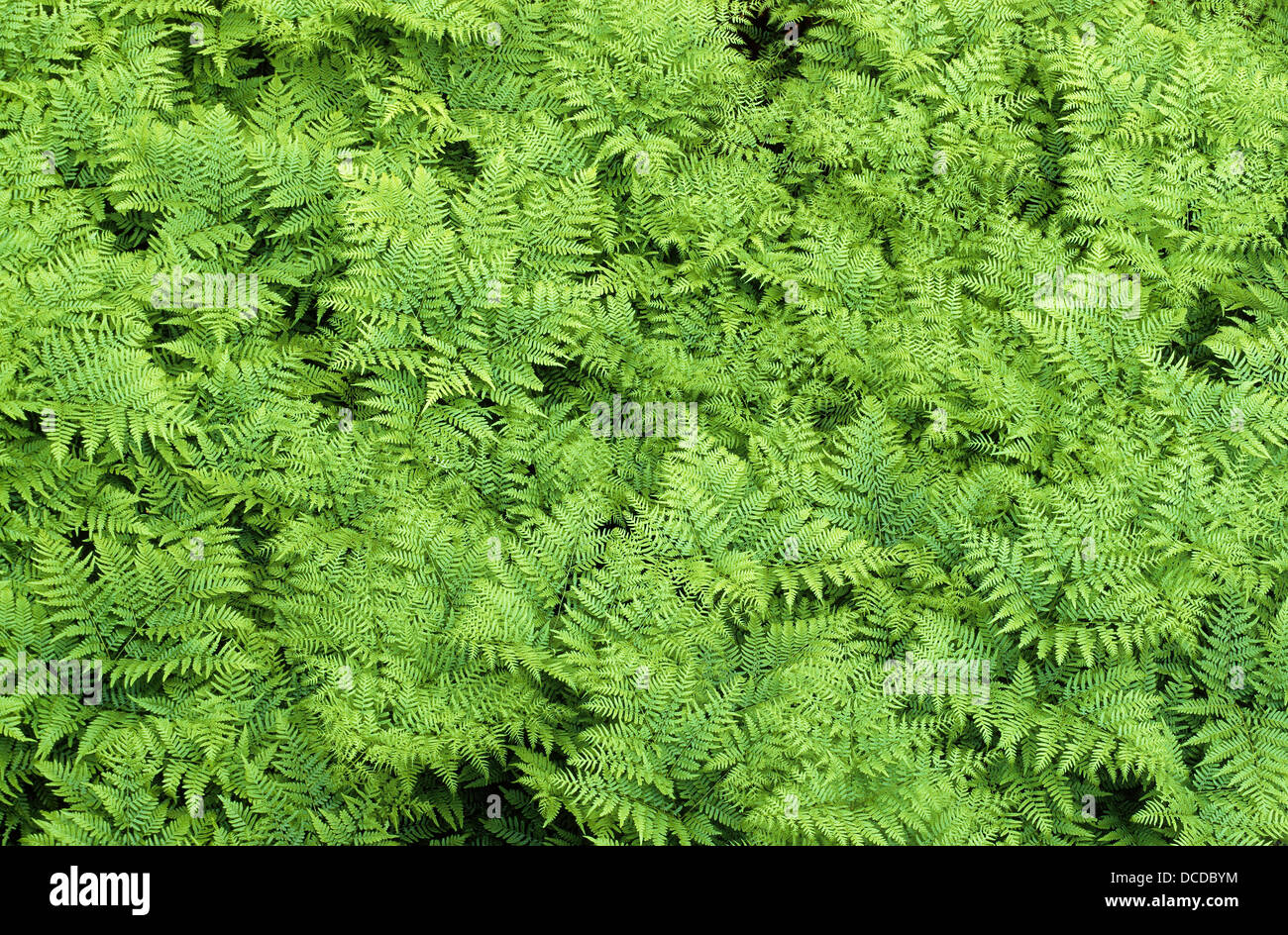 Adlerfarn, Adler-Farn, Pteridium aquilinum, freno, felce aquilina, eagle fern Foto Stock