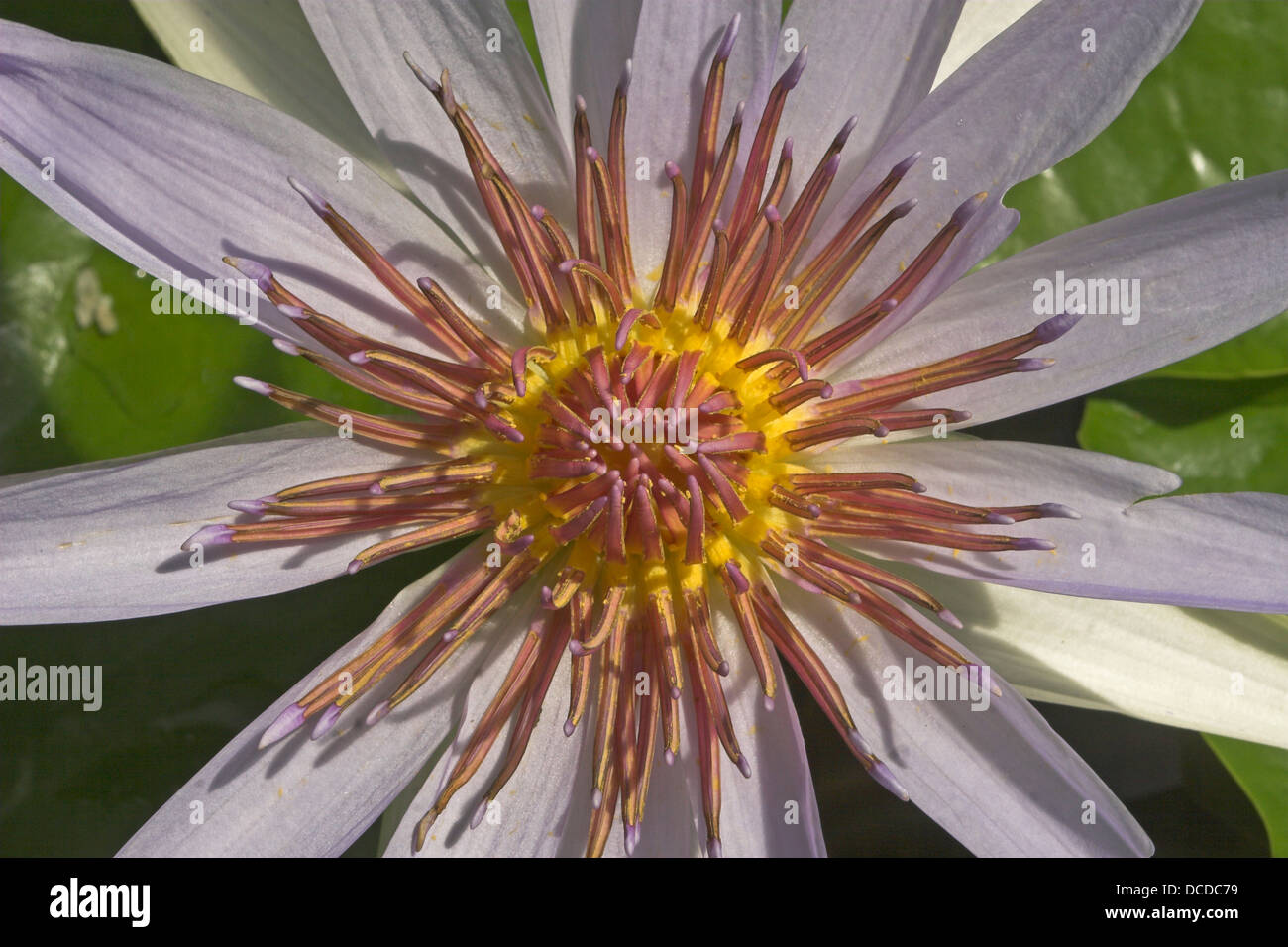 Blaue Ägyptische Seerose, Lotusblume, Nymphaea caerulea, syn. Nymphaea nouchali var. caerulea, Blue Lotus egiziano Foto Stock