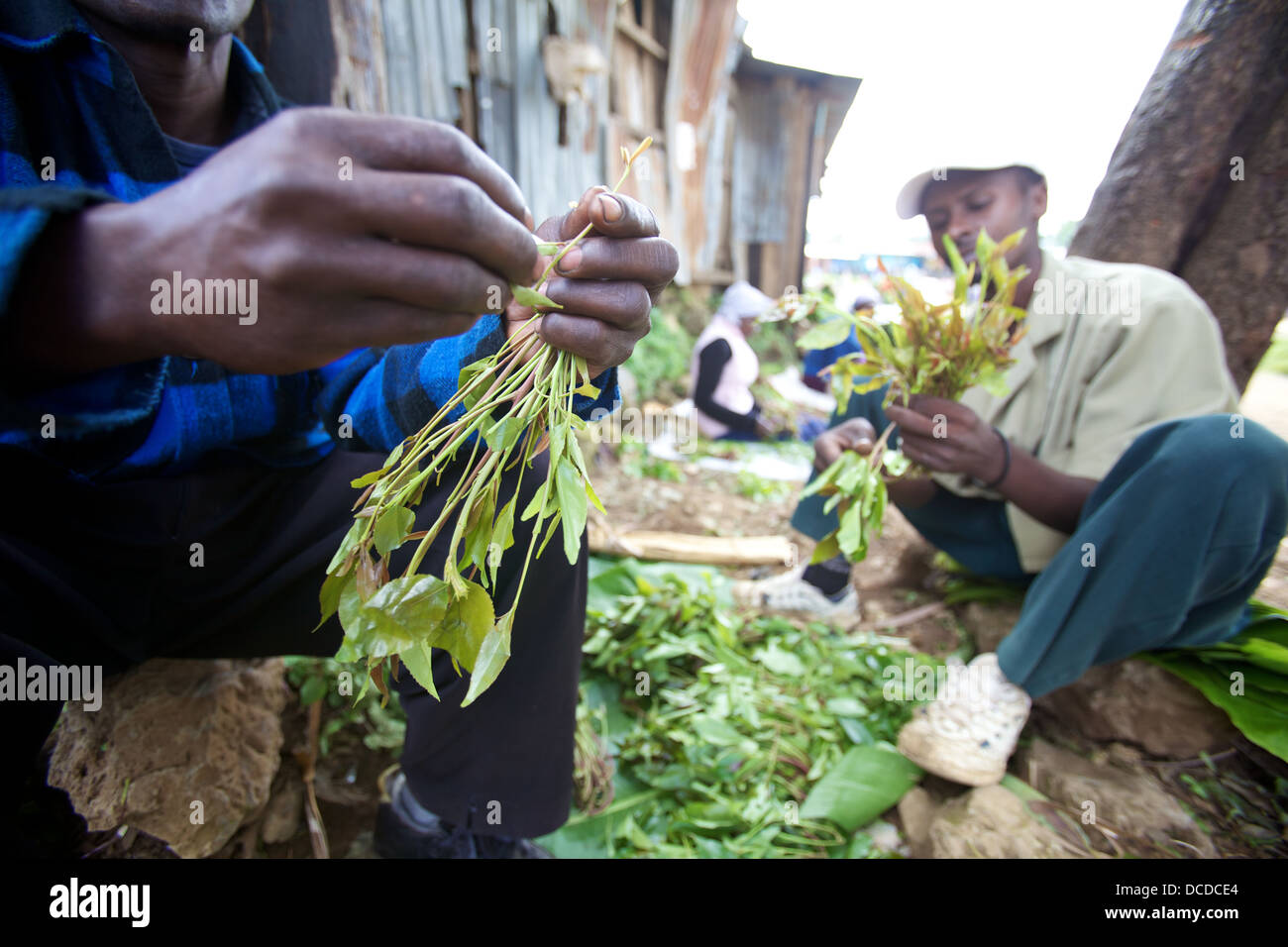 Gli uomini lo smistamento appena raccolto Khat foglie, Maua, Regione di Meru in Kenya Foto Stock