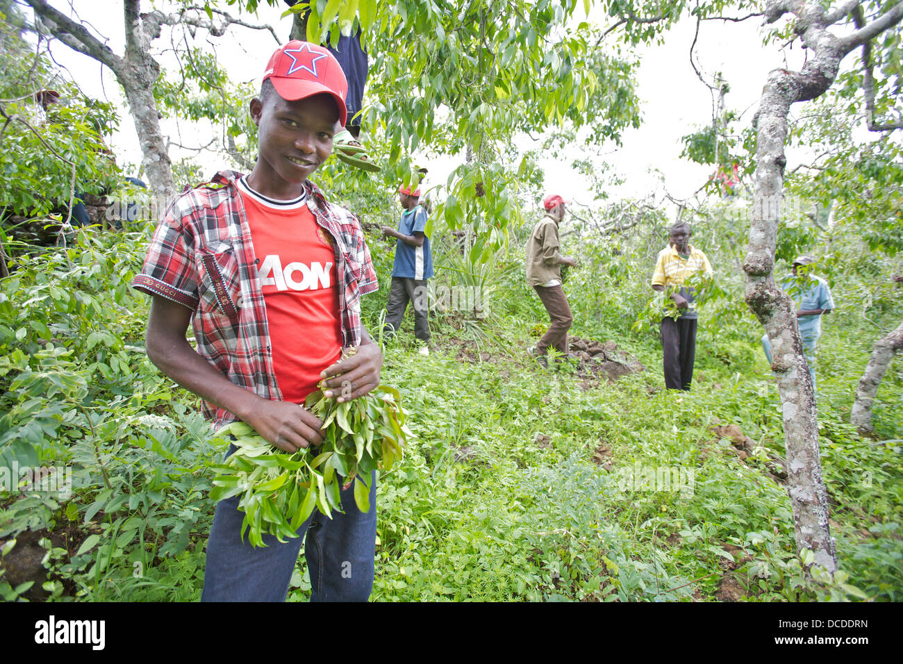 Giovane Azienda mazzetto di foglie di Khat, parte di un team il raccolto di un smallholding, Meru, Kenya Foto Stock