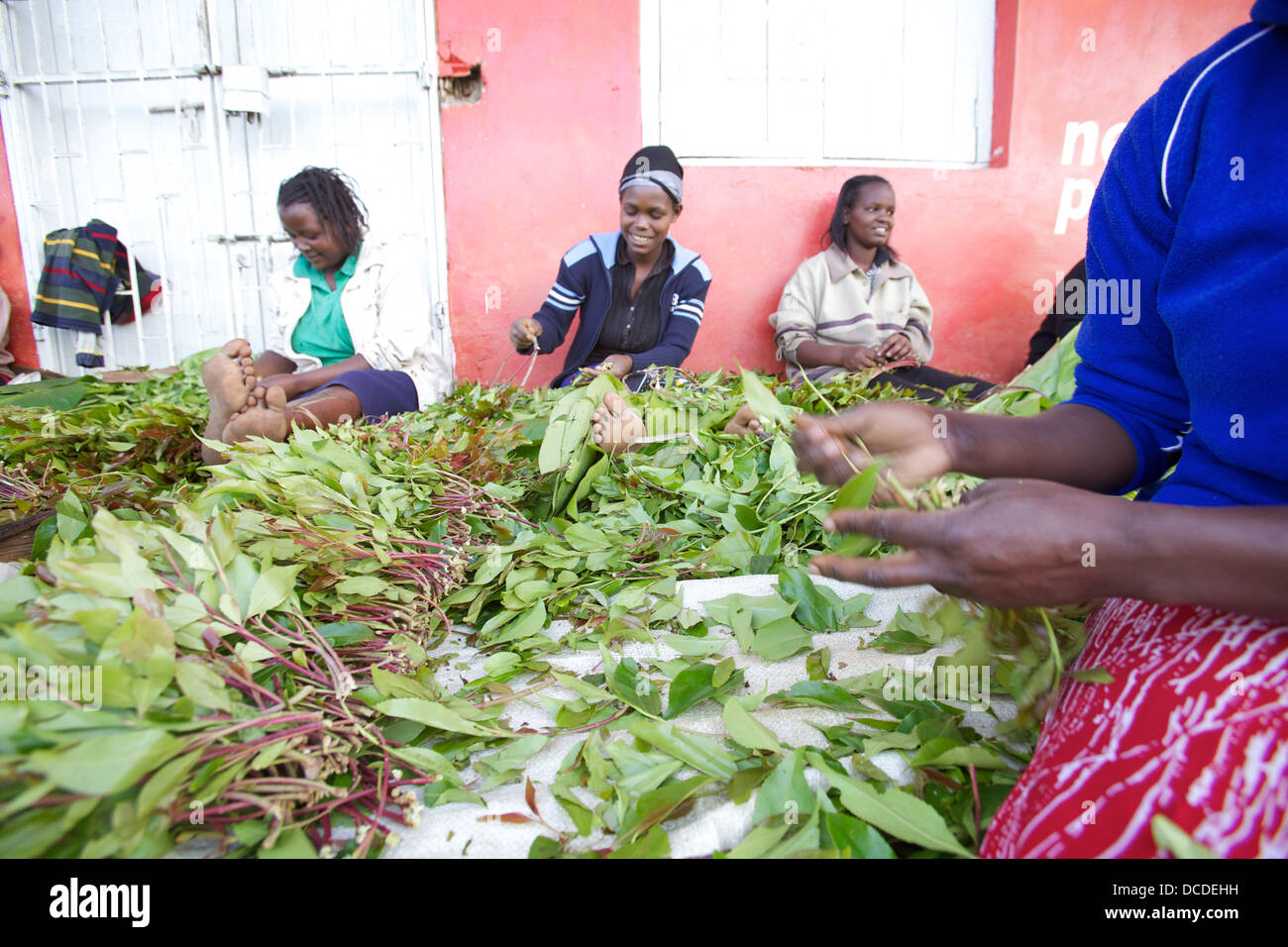 Ordinamento delle donne appena raccolto Khat, Maua, regione di Meru in Kenya Foto Stock
