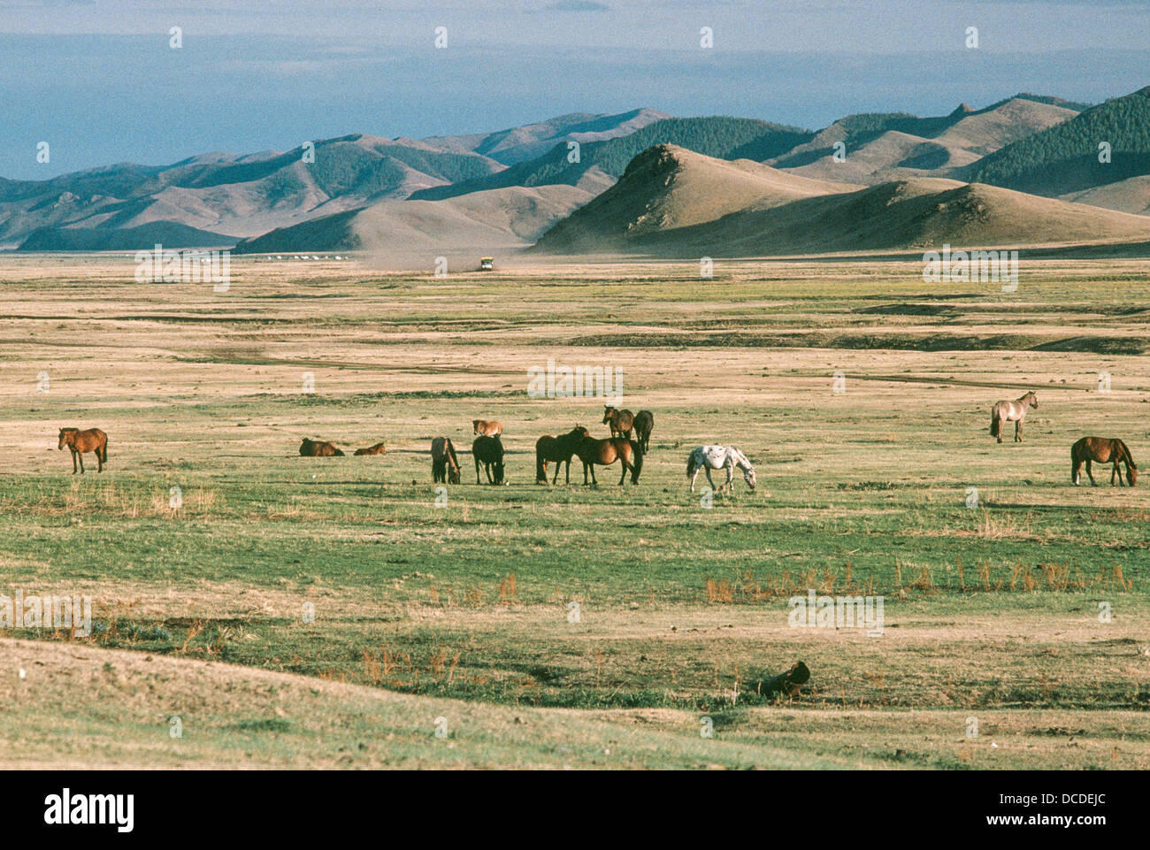 Nomadi cammelli e cavalli pascolano in steppe con le montagne alle spalle. Mongolia Foto Stock