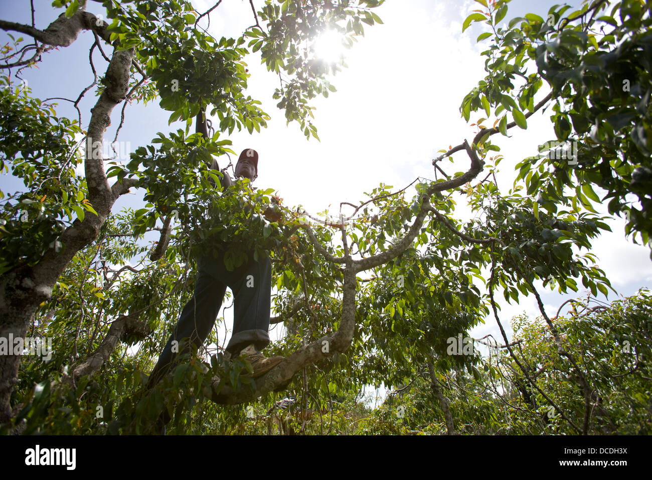 L'uomo climbing Khat tree (Catha edulis) raccolta foglie, Meru, Kenya Foto Stock