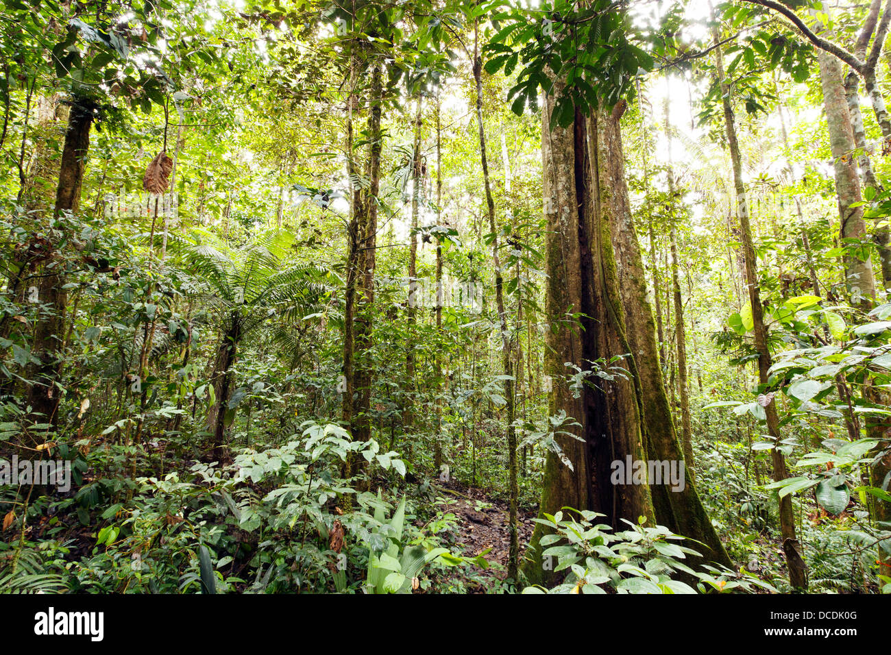 Gigantesco albero della foresta pluviale con arginato le radici e il tronco scanalato, Ecuador Foto Stock