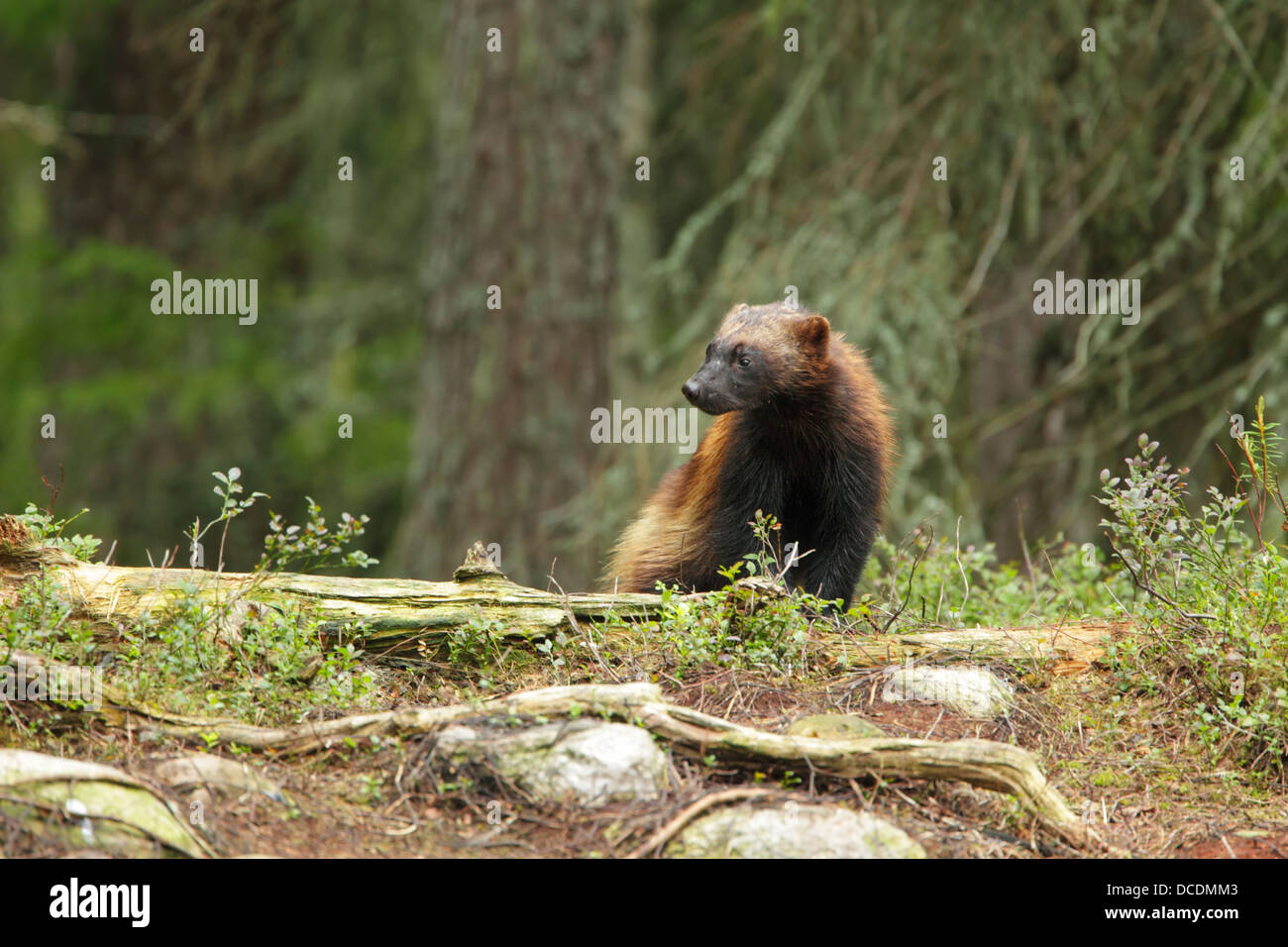 Una selvaggia e libera wolverine (Gulo gulo) in un bosco di impostazione Foto Stock
