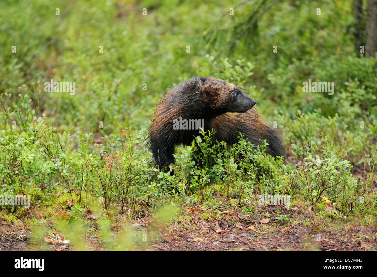 Wolverine (Gulo gulo) rovistando tra boschi di vegetazione a pavimento Foto Stock