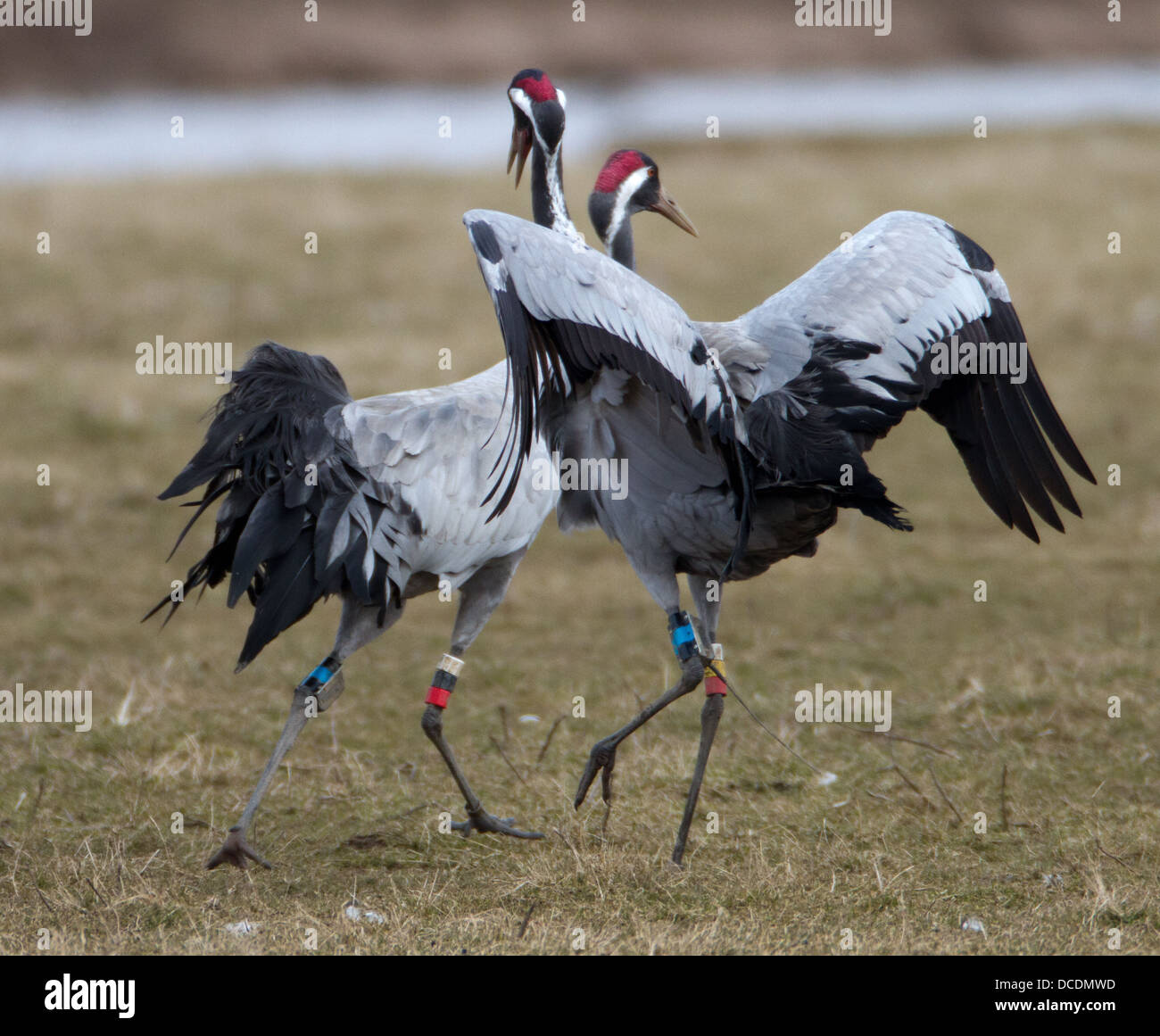 Gru di Danza di accoppiamento a Slimbridge WWT, Glos, Regno Unito Foto Stock