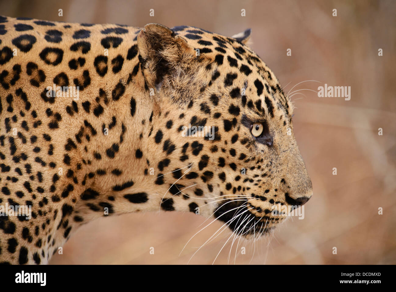 Profilo di un volto di leopard su una mattina d'estate pattuglia in Bandipur Riserva della Tigre, Karnataka, India. Foto Stock