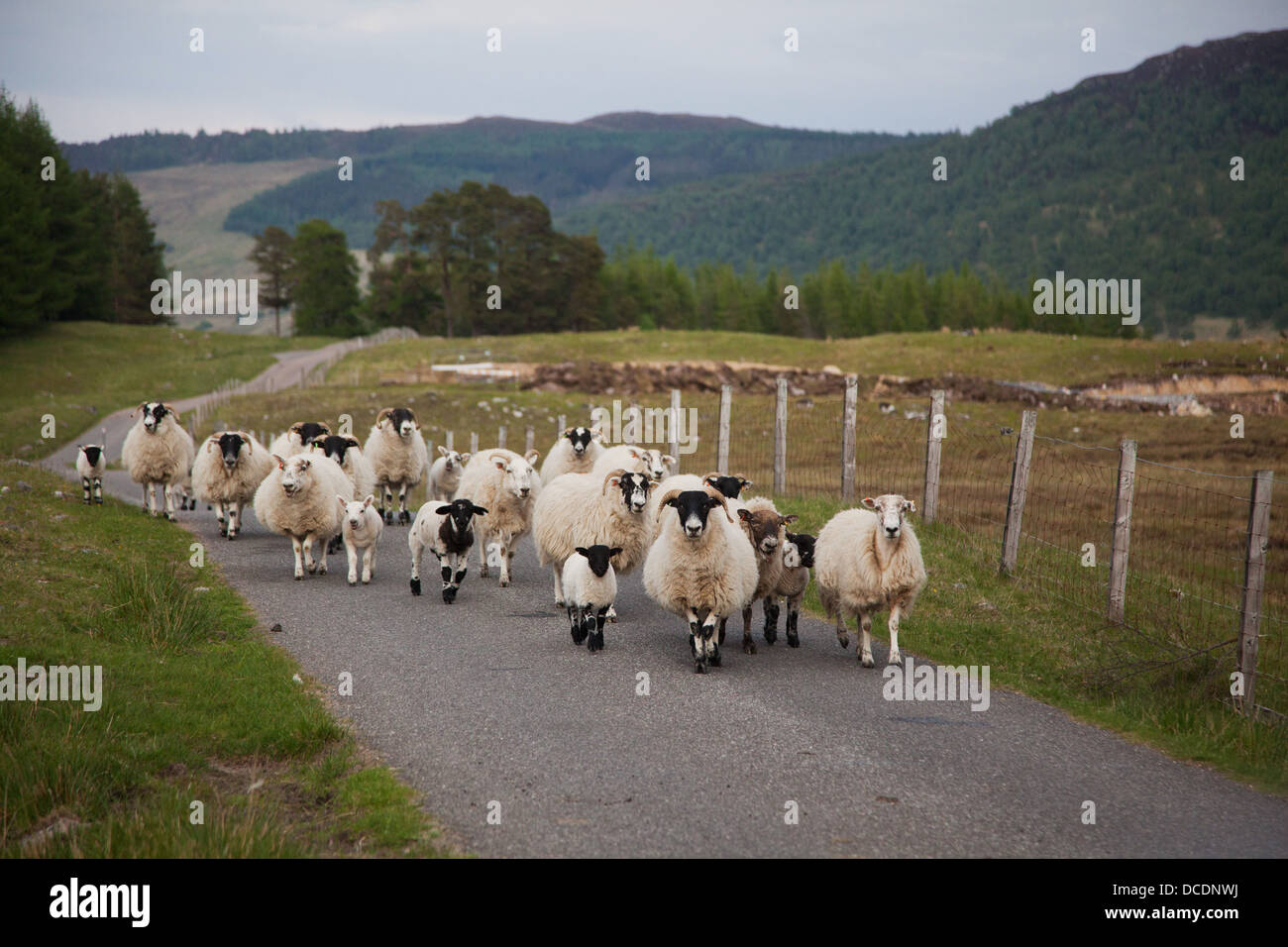 Un gregge di pecore capi a casa alla fine della giornata si imbrancò da un nero sheepdog lungo Generale Wade's strada militare. Foto Stock