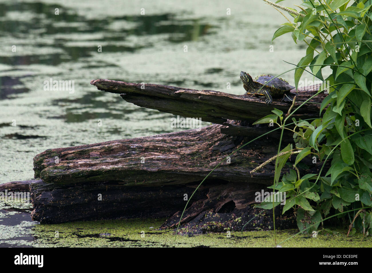 La tartaruga su un log in un lago Foto Stock